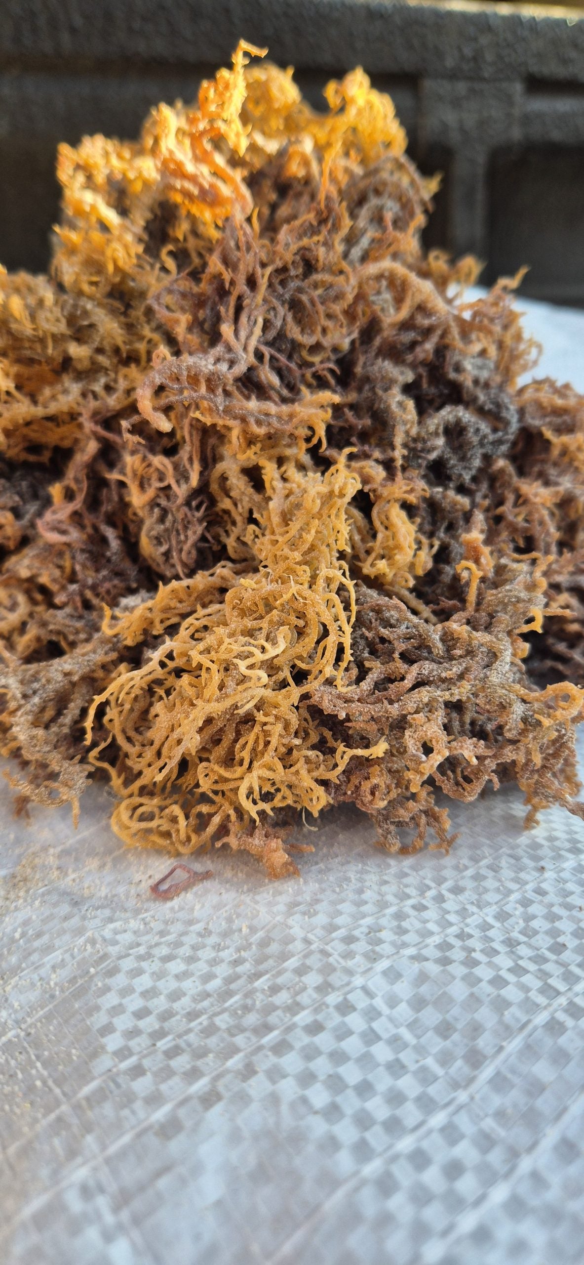 Raw Seamoss
