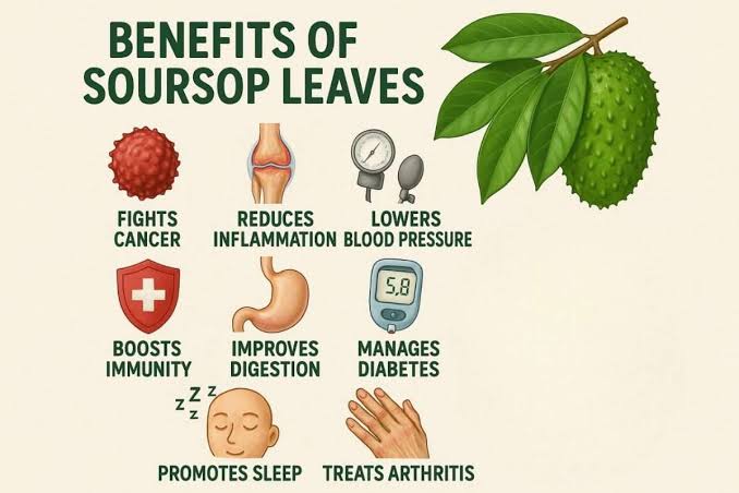 Soursop Leaves