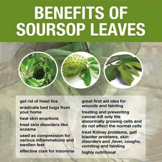Soursop Leaves