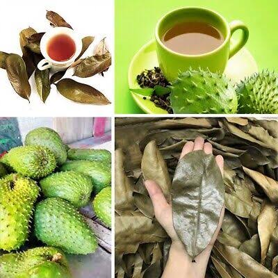 Soursop Leaves
