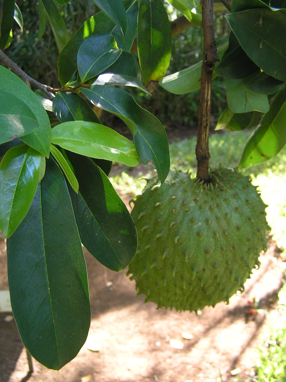 Soursop Leaves